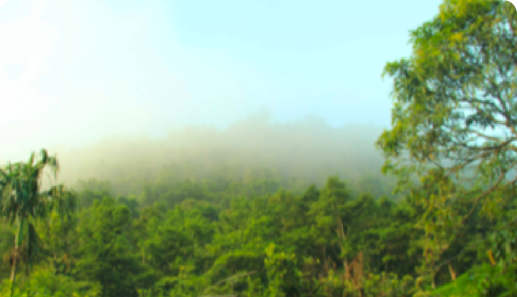 Forest Protection and Preservation